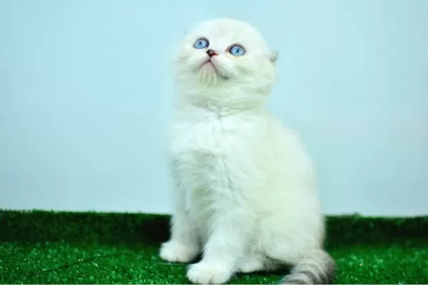 Bem Beyaz Ns 11 33 Scottish Fold