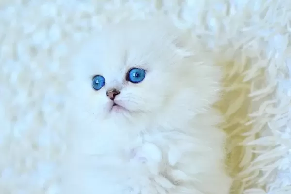 Essiz Guzellikte Silver Scottish Longhair Ns1133