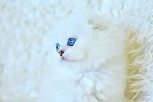 Essiz Guzellikte Silver Scottish Longhair Ns1133