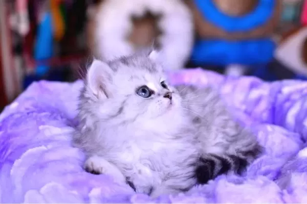 Muhteşem Kafa Yapısına Sahip Ns25 Silver British Longhair