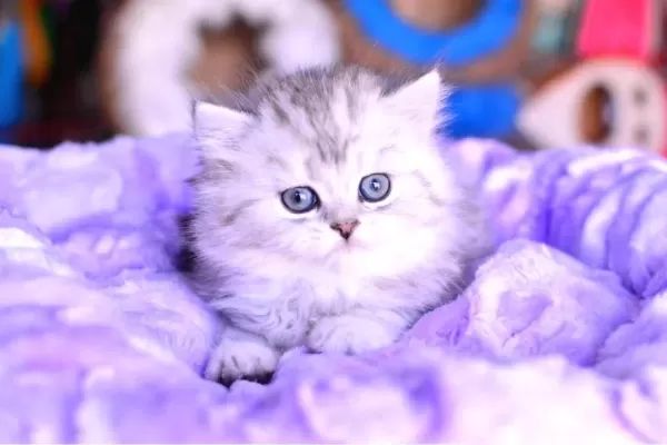 Muhteşem Kafa Yapısına Sahip Ns25 Silver British Longhair