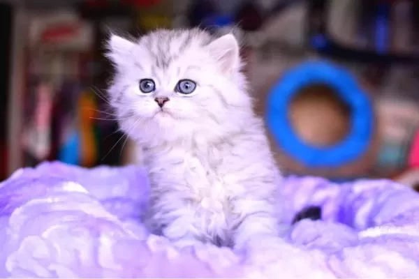 Muhteşem Kafa Yapısına Sahip Ns25 Silver British Longhair