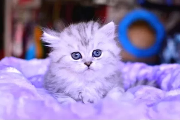 Muhteşem Kafa Yapısına Sahip Ns25 Silver British Longhair