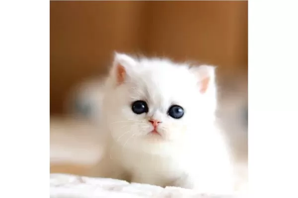 Sut Beyaz Silver Ns1133 British Shorthair
