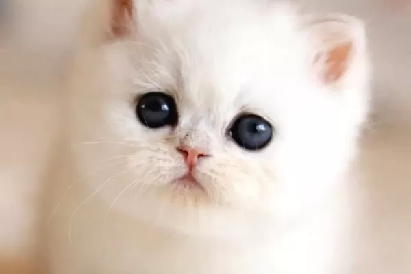 Sut Beyaz Silver Ns1133 British Shorthair