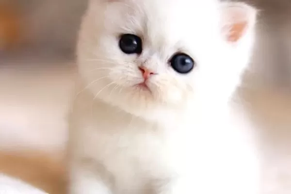 Sut Beyaz Silver Ns1133 British Shorthair