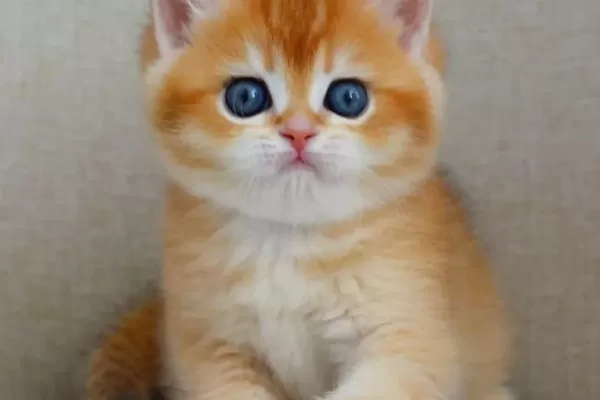 Saheser Gibi Golden Ny12 British Shorthair
