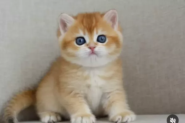 Saheser Gibi Golden Ny12 British Shorthair