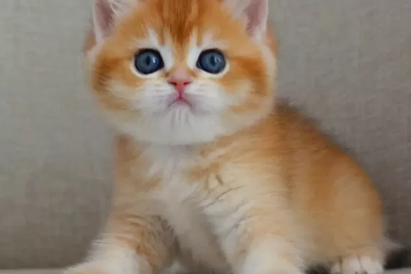 Saheser Gibi Golden Ny12 British Shorthair