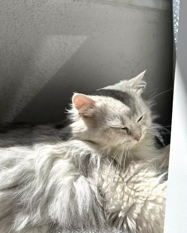 Acil Yuva Arayan Sevgi Dolu Kedi