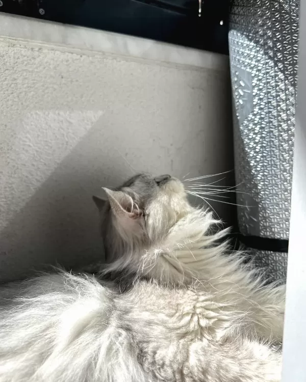 Acil Yuva Arayan Sevgi Dolu Kedi