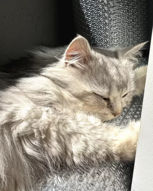 Acil Yuva Arayan Sevgi Dolu Kedi