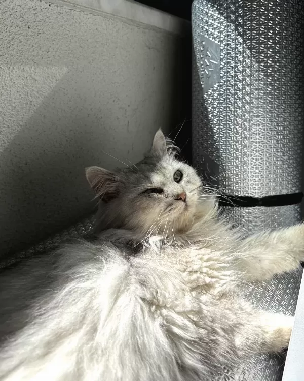Acil Yuva Arayan Sevgi Dolu Kedi