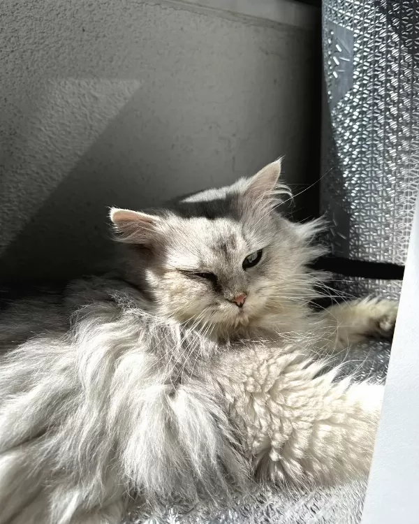 Acil Yuva Arayan Sevgi Dolu Kedi