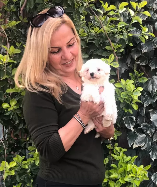 Pamuk Gibi Maltese Terrier Yavrularımız