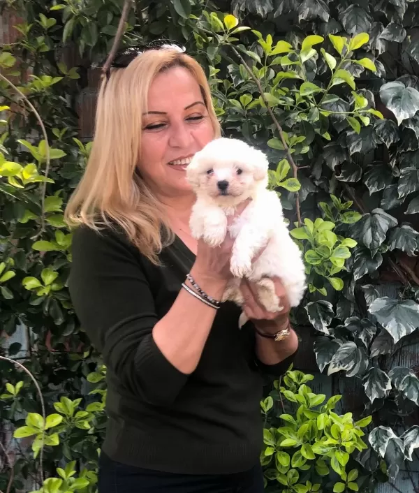 Pamuk Gibi Maltese Terrier Yavrularımız