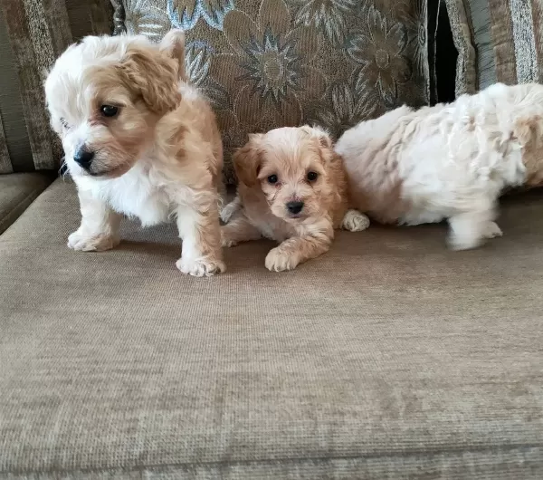 Maltipoo Yavrularım Sağlık Ve Irk Garantilidir