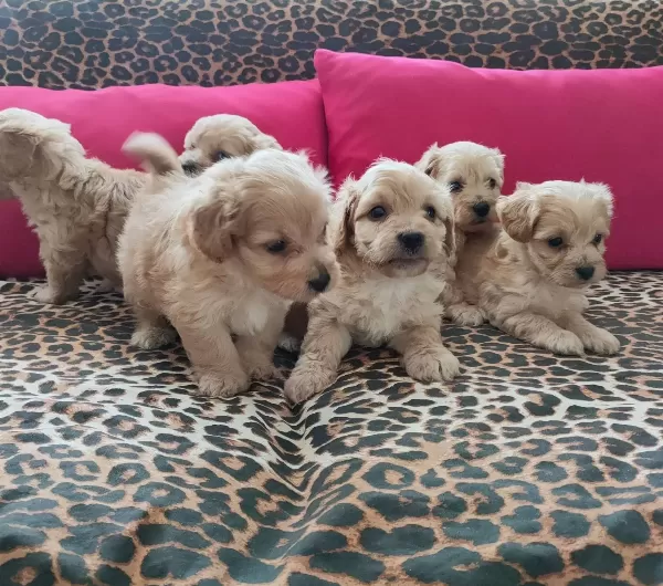 Maltipoo Yavrularım Sağlık Ve Irk Garantilidir