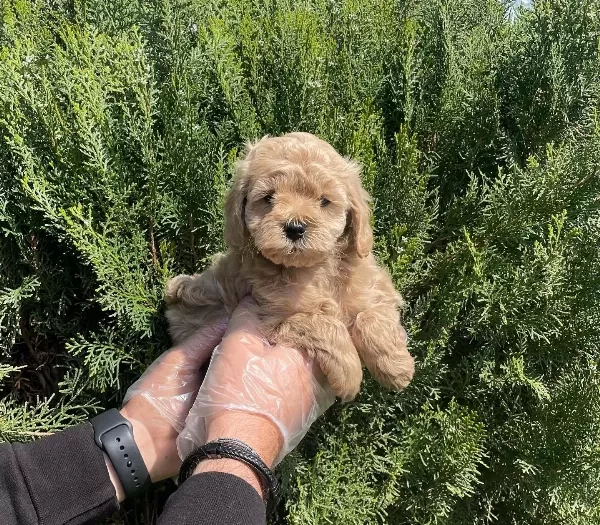 Emsalsiz Oyuncak Surat Maltipoo Bebeklerimiz