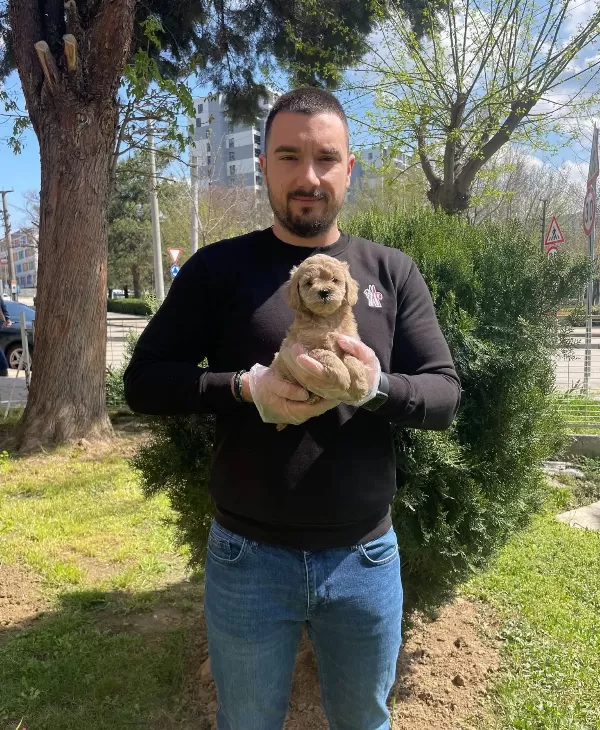 Emsalsiz Oyuncak Surat Maltipoo Bebeklerimiz