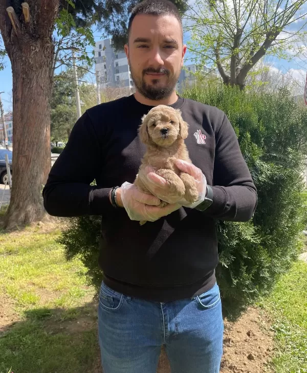 Emsalsiz Oyuncak Surat Maltipoo Bebeklerimiz