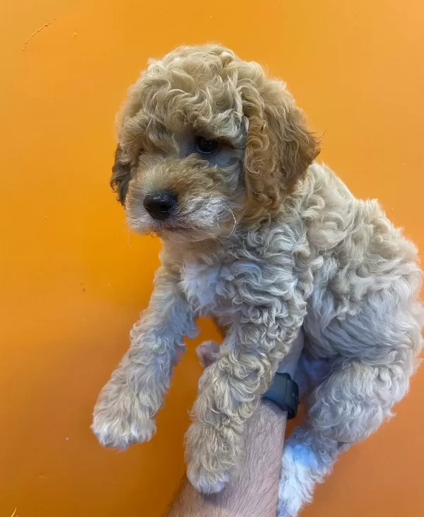Cok Ozel Toy Poodle Bebeklerimiz