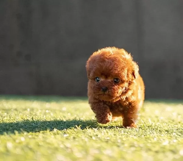 Irkın En Kucuk Boyutuna Sahip Poodle Bebekler