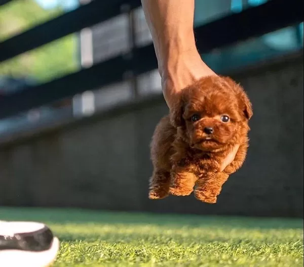 Irkın En Kucuk Boyutuna Sahip Poodle Bebekler
