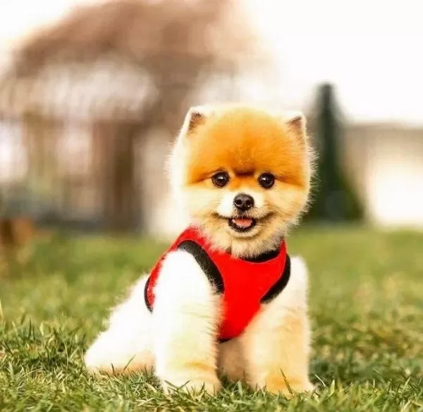 Safkan Pomeranianlar
