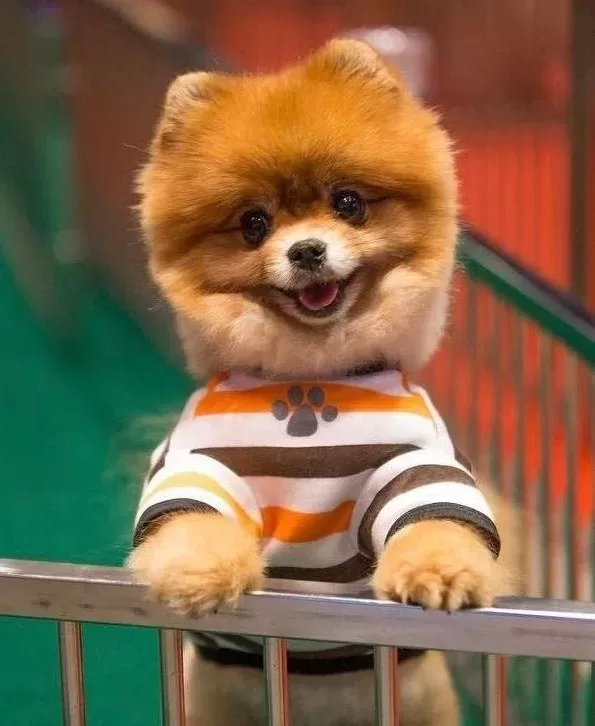 Safkan Pomeranianlar