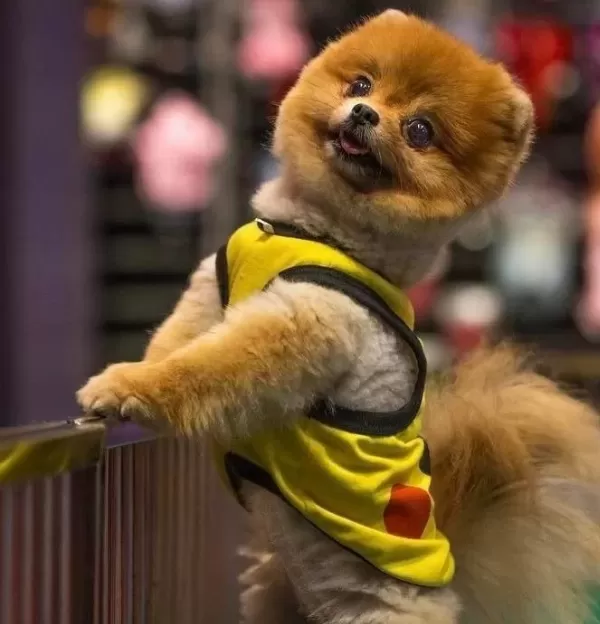 Safkan Pomeranianlar