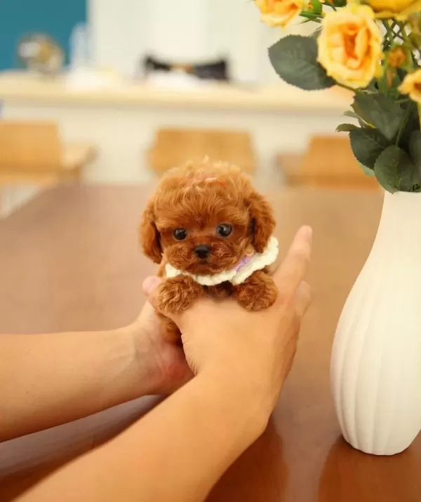 Daha Guzeli Yok Tea Cup Poodle Bebeklerimiz