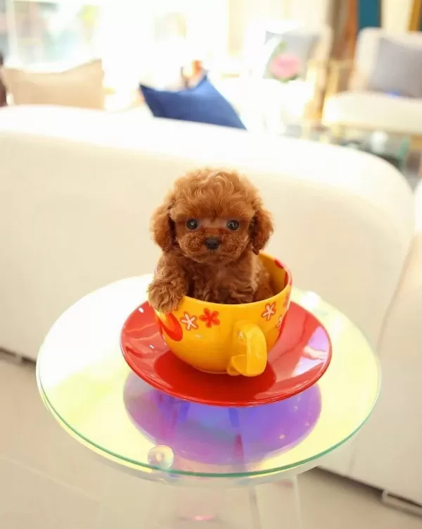 Daha Guzeli Yok Tea Cup Poodle Bebeklerimiz