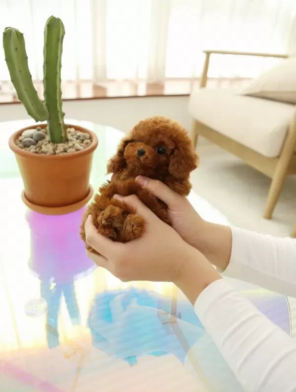 Daha Guzeli Yok Tea Cup Poodle Bebeklerimiz