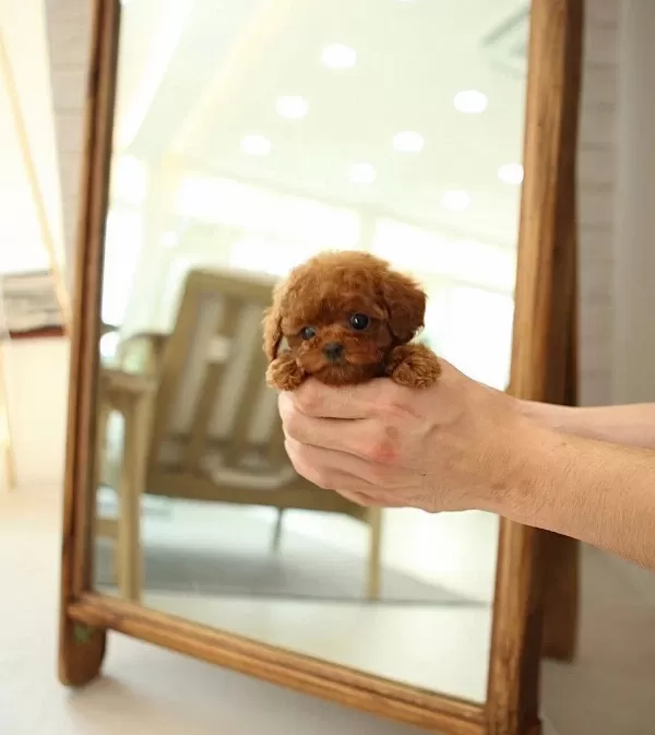 Daha Guzeli Yok Tea Cup Poodle Bebeklerimiz
