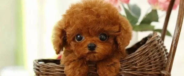 Daha Guzeli Yok Tea Cup Poodle Bebeklerimiz