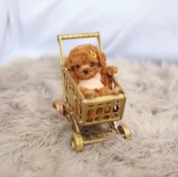 Teacup Olarak Daha Ozeli Yok Poodle Bebek Show Puppy Turkey