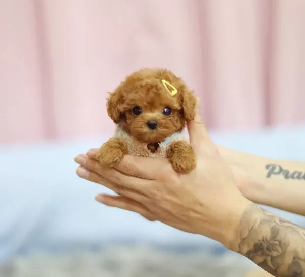Teacup Olarak Daha Ozeli Yok Poodle Bebek Show Puppy Turkey