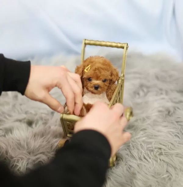 Teacup Olarak Daha Ozeli Yok Poodle Bebek Show Puppy Turkey