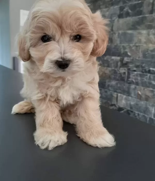 Orjinal F1 Maltipoo Yavrularımız