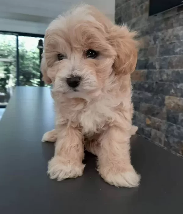 Orjinal F1 Maltipoo Yavrularımız
