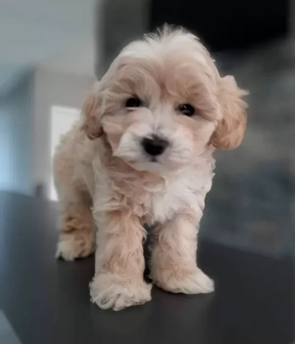 Orjinal F1 Maltipoo Yavrularımız