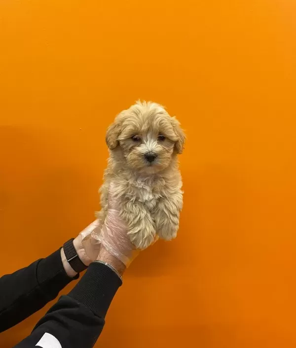 Mukemmel Maltipoo Bebeklerimiz