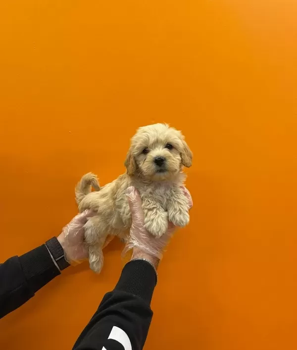 Mukemmel Maltipoo Bebeklerimiz