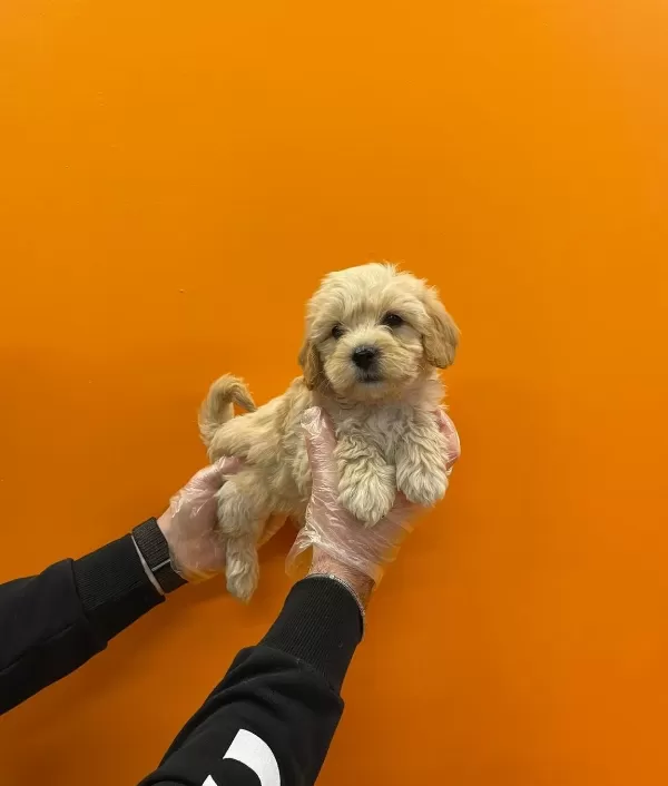 Mukemmel Maltipoo Bebeklerimiz