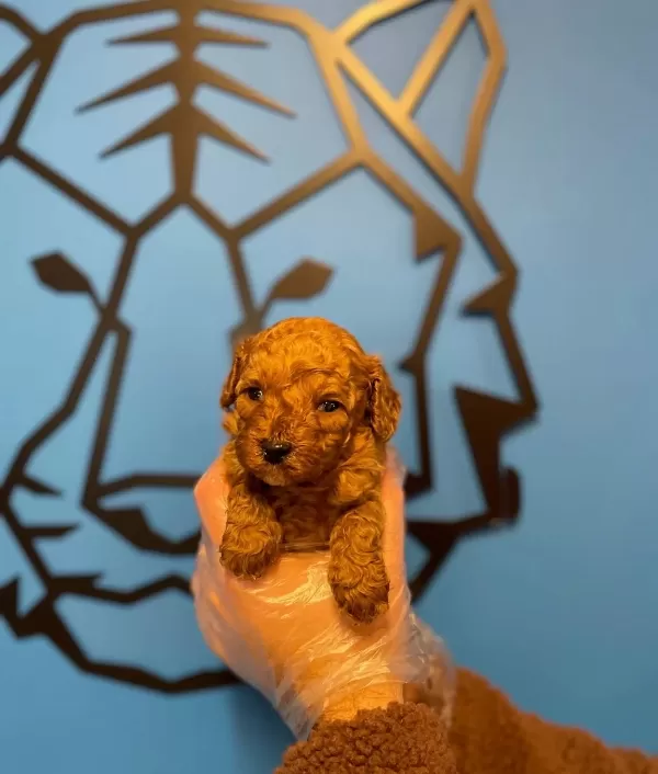 Tea Cup Red Poodle Yavrularımız