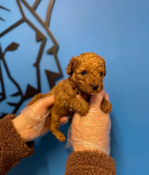 Tea Cup Red Poodle Yavrularımız