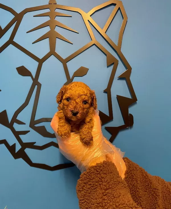 Tea Cup Red Poodle Yavrularımız