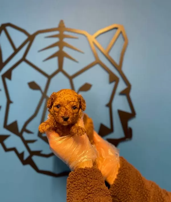 Tea Cup Red Poodle Yavrularımız