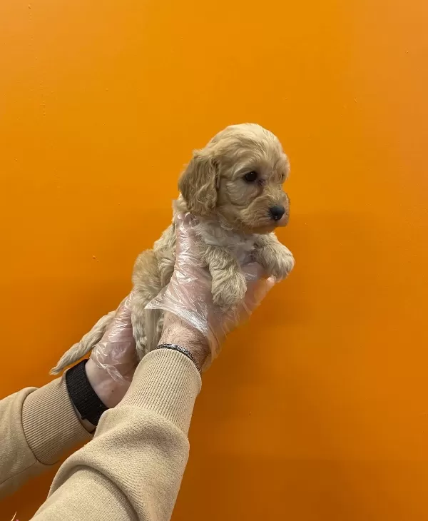 Irk Ve Sağlık Garantili Maltipoo Yavrularımız